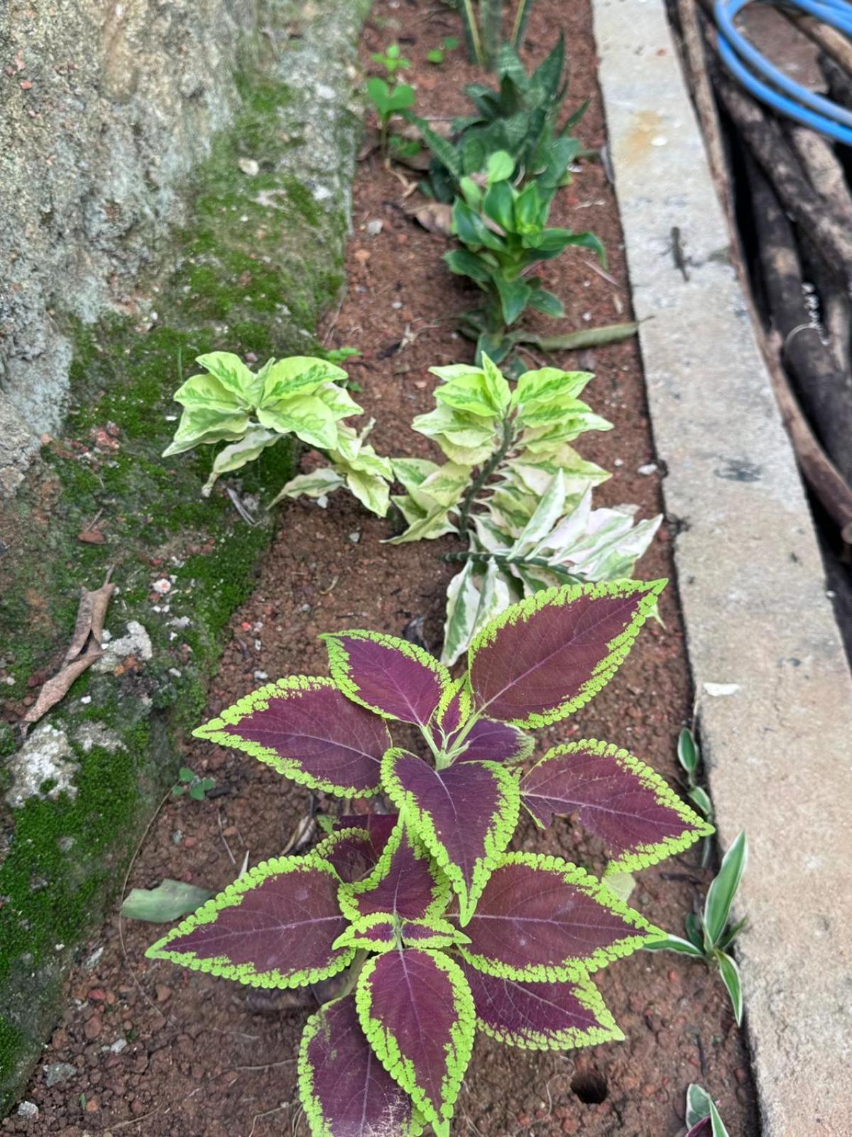 Green Nature Mirissa Luaran gambar